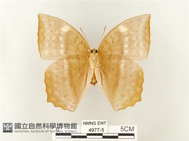 方環蝶藏品圖，第2張