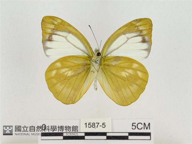 淡褐脈粉蝶藏品圖，第2張