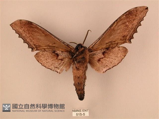 臺灣鋸翅天蛾藏品圖，第2張