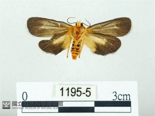 黃肩奇蛾藏品圖，第2張