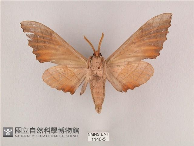 栗六點天蛾藏品圖，第2張