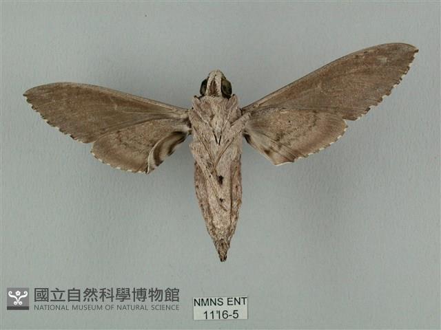 蝦殼天蛾藏品圖，第2張