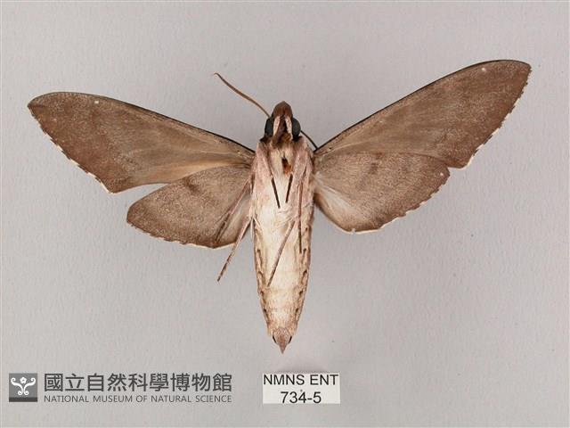 細斜紋霜天蛾藏品圖，第2張