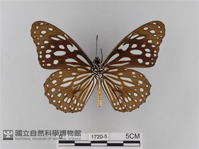 淡紋青斑蝶藏品圖，第2張