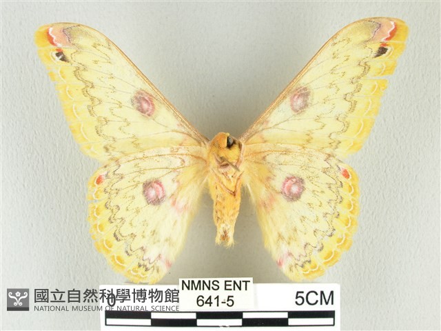 黃豹天蠶蛾藏品圖，第2張