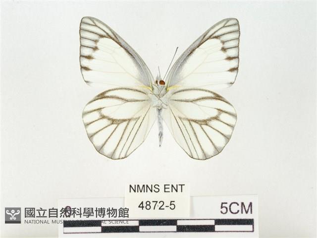 鑲邊尖粉蝶藏品圖，第2張