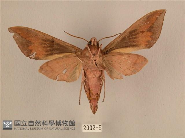 背中白天蛾藏品圖，第2張