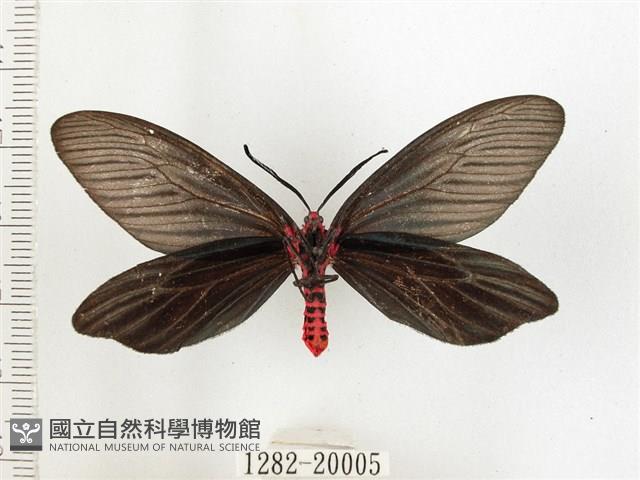 重陽木螢斑蛾藏品圖，第2張