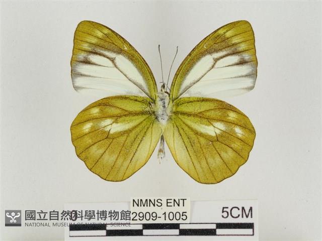 淡褐脈粉蝶藏品圖，第2張