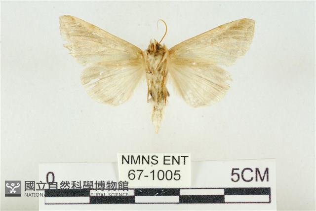 印華波紋蛾藏品圖，第2張