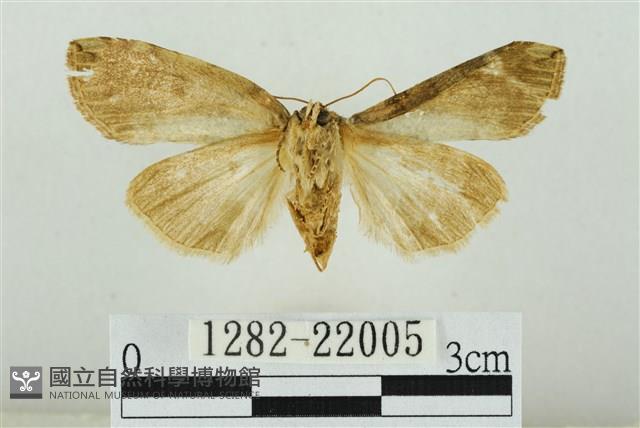 霧社環波紋蛾藏品圖，第2張