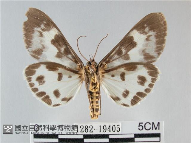 扭擬燈蛾藏品圖，第2張