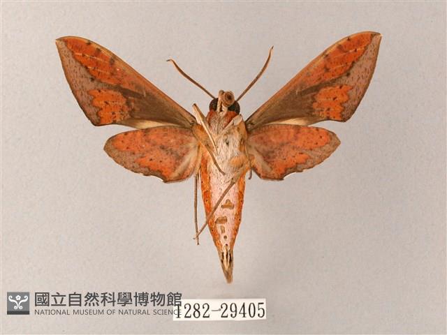 臺灣白肩天蛾藏品圖，第2張