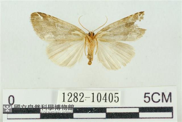 臺美波紋蛾藏品圖，第2張
