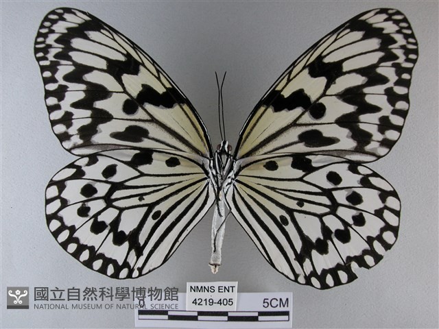大白斑蝶藏品圖，第2張