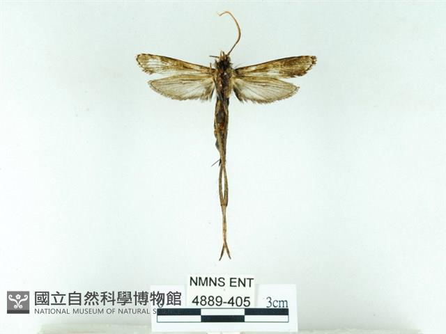 長腳大織蛾藏品圖，第2張