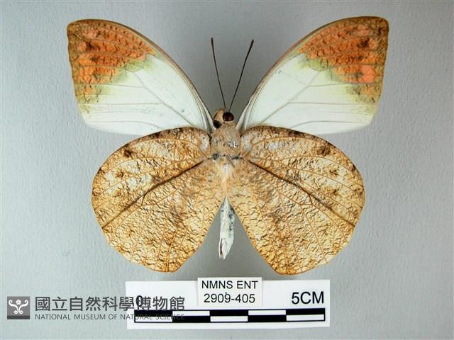 橙端粉蝶、端紅蝶藏品圖，第2張