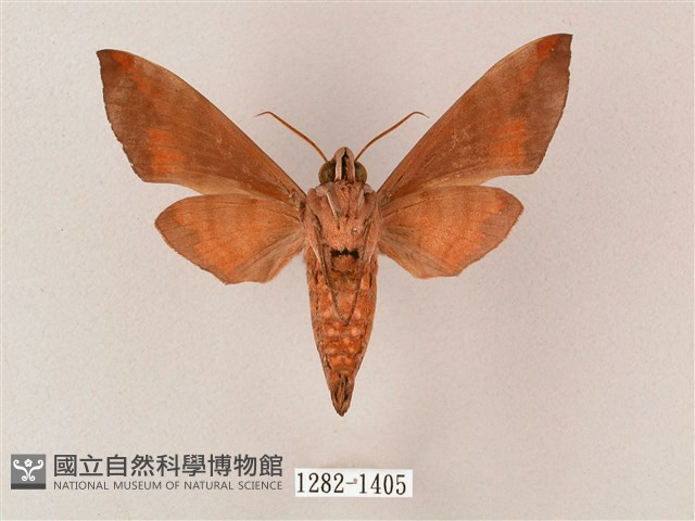 臺灣缺角天蛾藏品圖，第2張