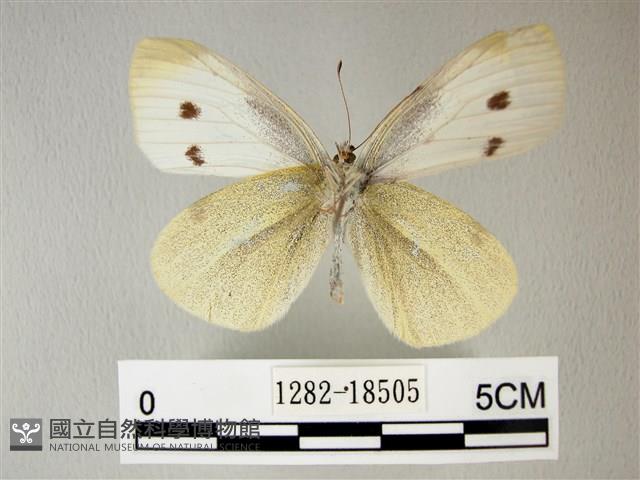 白粉蝶、紋白蝶藏品圖，第2張