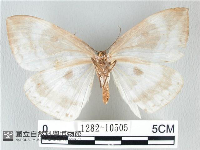 圓翅大鉤蛾藏品圖，第2張