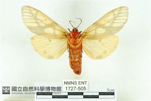 乳白斑燈蛾藏品圖，第2張