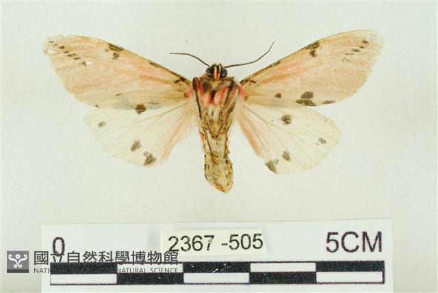 棍棒污燈蛾藏品圖，第2張