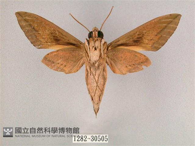 背帶斜紋天蛾藏品圖，第2張