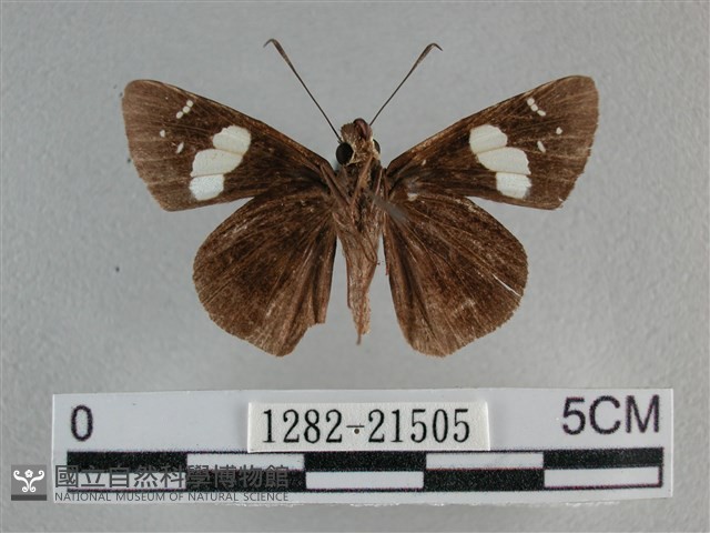 曲紋袖弄蝶藏品圖，第2張