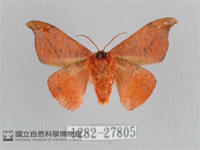 銀端帶鉤蛾藏品圖，第2張