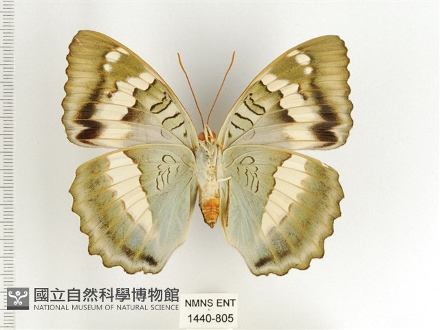 臺灣翠蛺蝶藏品圖，第2張