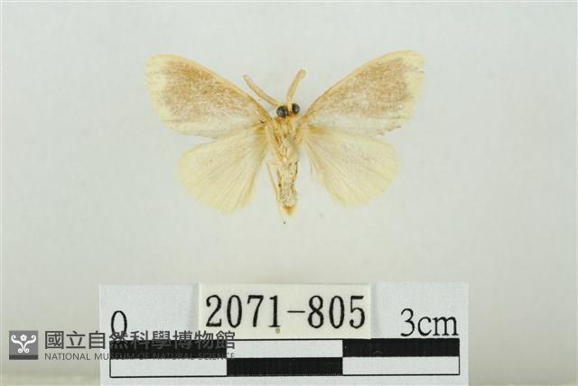 黑翅黃毒蛾藏品圖，第2張