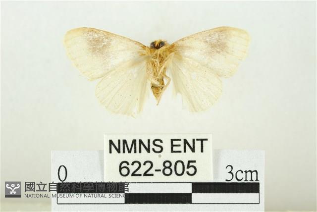 寬紋黃毒蛾藏品圖，第2張