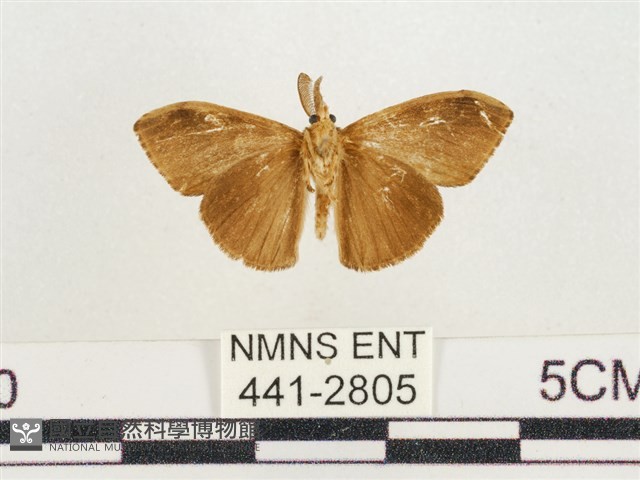 小白紋毒蛾藏品圖，第2張