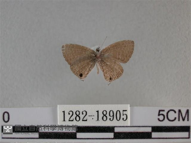 波灰蝶藏品圖，第2張