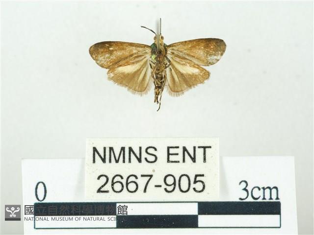 叉紋閃舞蛾藏品圖，第2張