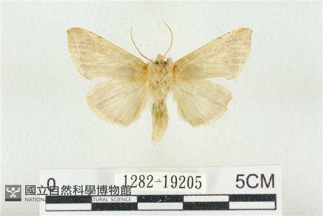 印華波紋蛾藏品圖，第2張