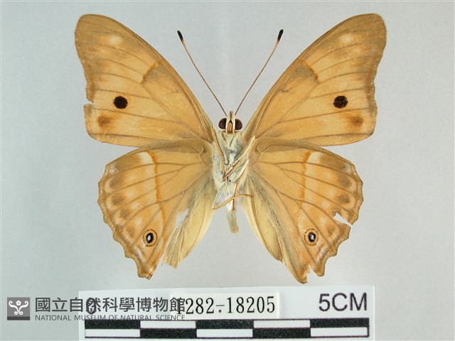 金鎧蛺蝶藏品圖，第2張