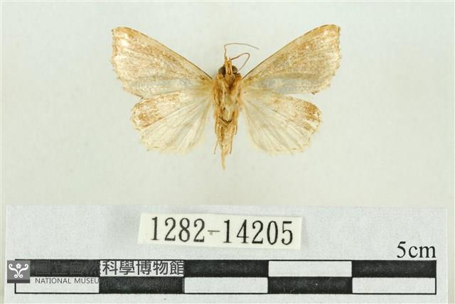 弧角散紋夜蛾藏品圖，第2張