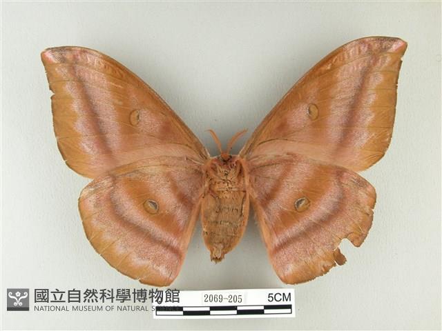 紅目天蠶蛾藏品圖，第2張