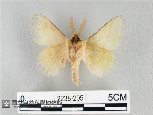 青枯葉蛾藏品圖，第2張