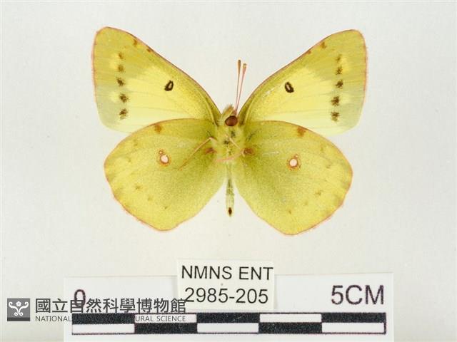 紋黃粉蝶藏品圖，第2張