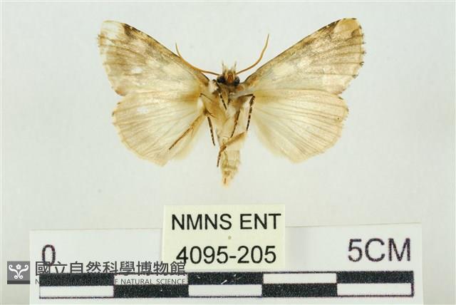 連珠波紋蛾藏品圖，第2張