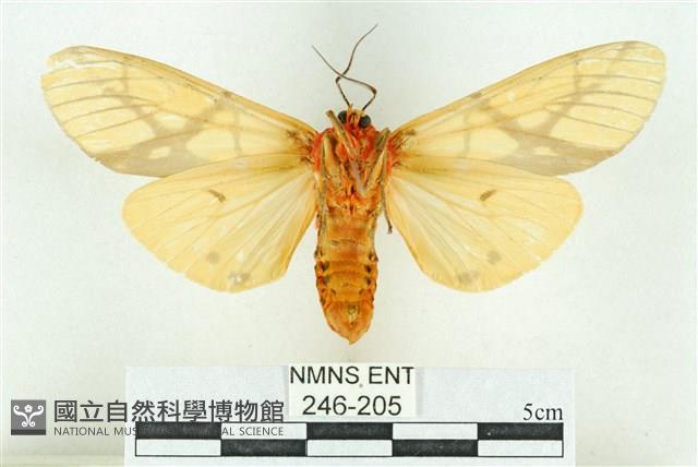 乳白斑燈蛾藏品圖，第2張