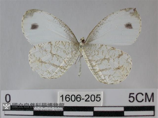 纖粉蝶、黑點粉蝶藏品圖，第2張