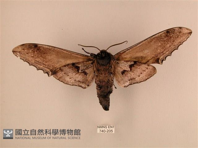 臺灣鋸翅天蛾藏品圖，第2張