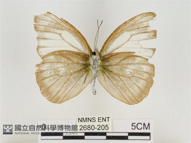 淡褐脈粉蝶藏品圖，第2張