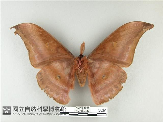 紅目天蠶蛾藏品圖，第2張