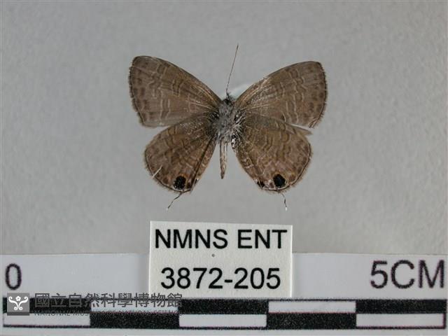 波灰蝶藏品圖，第2張