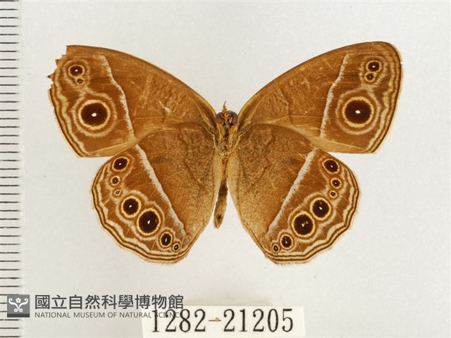 淺色眉眼蝶藏品圖，第2張