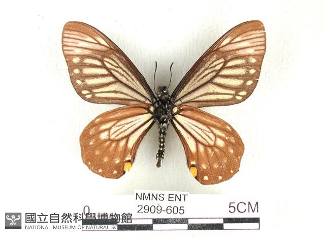 黃星斑鳳蝶藏品圖，第2張
